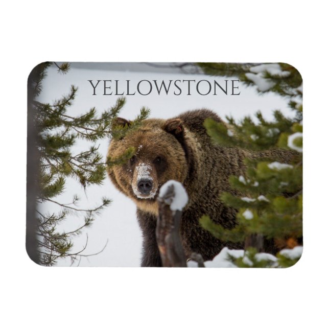 Ímã Urso Grizzly em Neve, Parque Nacional Yellowstone (Horizontal)