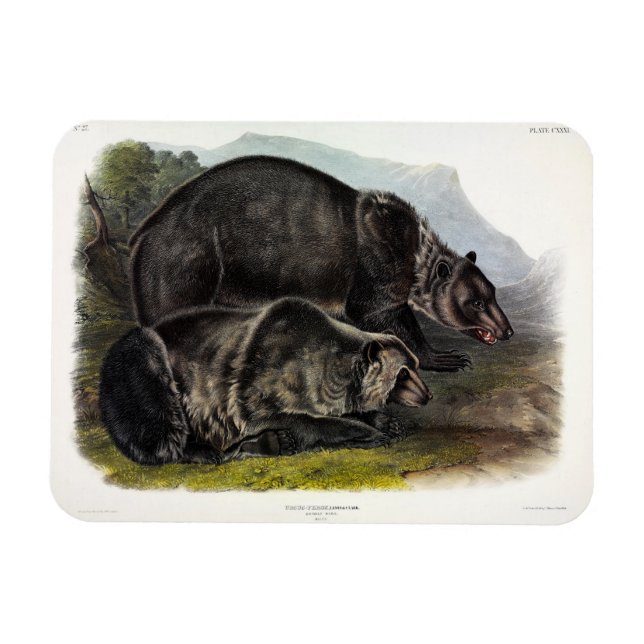 Ímã Urso Grizzly (Urso Marrom Norte-Americano) - Audub (Horizontal)