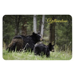 Ímã Urso Ímã-Preto de Yellowstone