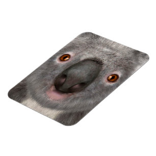 Ímã Urso Koala