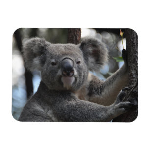 Ímã Urso Koala em árvore