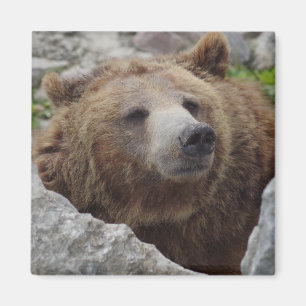 Imã Urso Kodiak