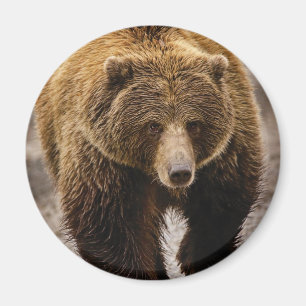 Imã urso marrom grande
