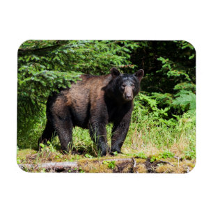 Ímã Urso Negro Alfa