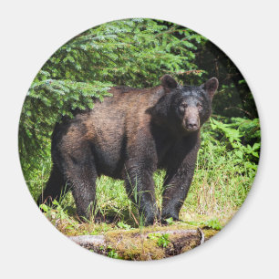 Imã Urso Negro Alfa