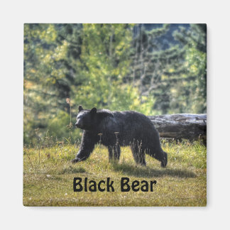Imã Urso Negro Atravessando Uma Pastagem Ranhura