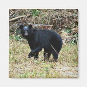 Imã Urso Negro da Flórida