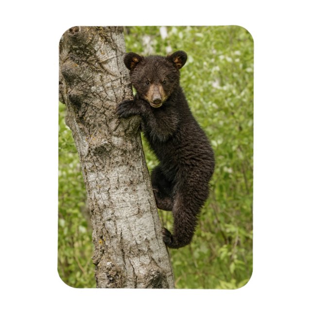 Ímã Urso Negro Em Árvore (Vertical)