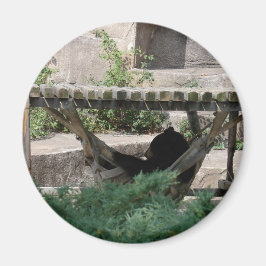 Imã Urso Negro em Hammock