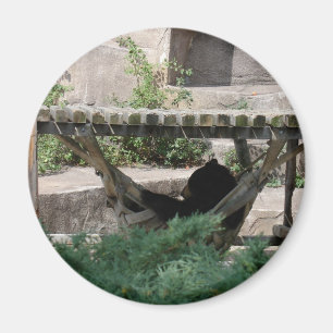 Imã Urso Negro em Hammock
