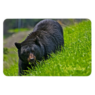 Ímã Urso-Negro-Magno-Amarelo