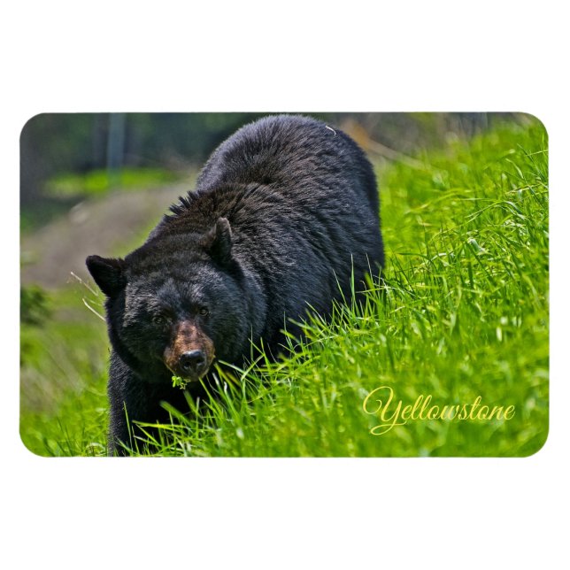 Ímã Urso-Negro-Magno-Yellowstone (Horizontal)