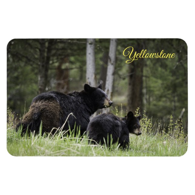 Ímã Urso-Negro-Magno-Yellowstone (Horizontal)