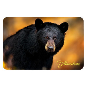 Ímã Urso-Negro-Magno-Yellowstone