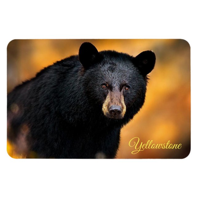 Ímã Urso-Negro-Magno-Yellowstone (Horizontal)