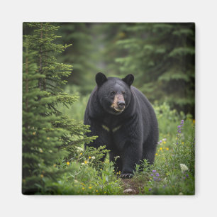 Imã Urso Negro no Banff National Park Canadá