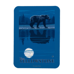 Ímã Urso no luar - Yellowstone ocidental, Montana