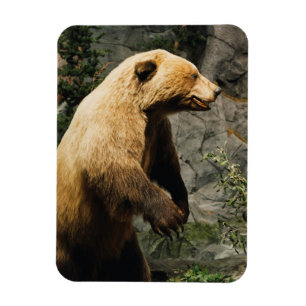 Ímã Urso Ordenado