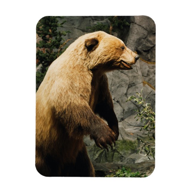 Ímã Urso Ordenado (Vertical)