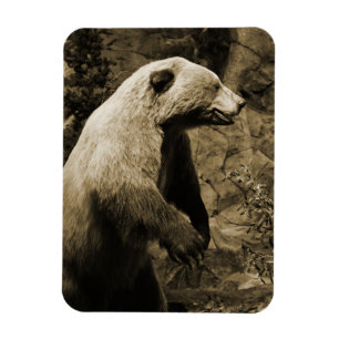 Ímã Urso Orgulhoso