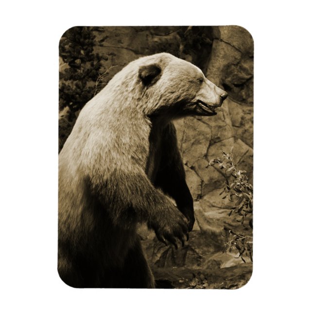Ímã Urso Orgulhoso (Vertical)