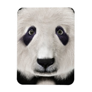 Ímã Urso Panda
