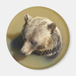 Imã Urso Pardo