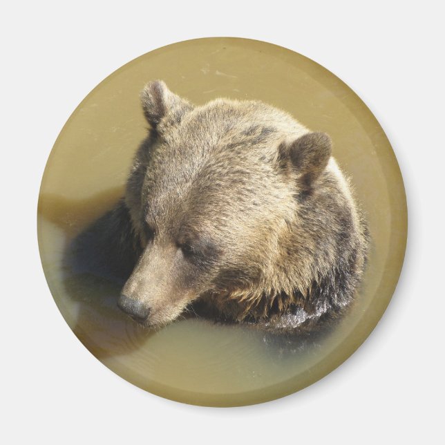 Imã Urso Pardo (Frente)