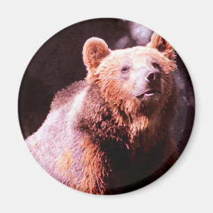 Imã urso pardo