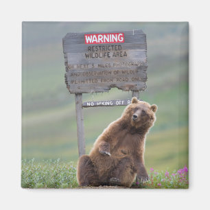 Imã Urso Pardo Brinca Com Placa