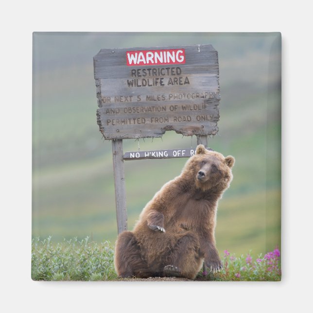 Imã Urso Pardo Brinca Com Placa (Frente)