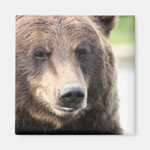 Imã Urso Pardo Cinzento