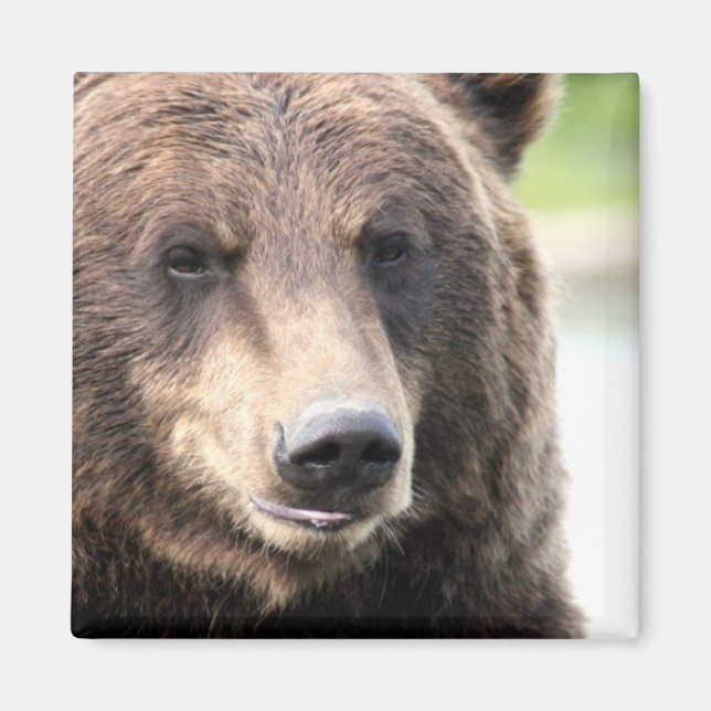 Imã Urso Pardo Cinzento (Frente)