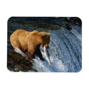 Ímã Urso Pardo do Alasca Capturando Salmão em Brooks