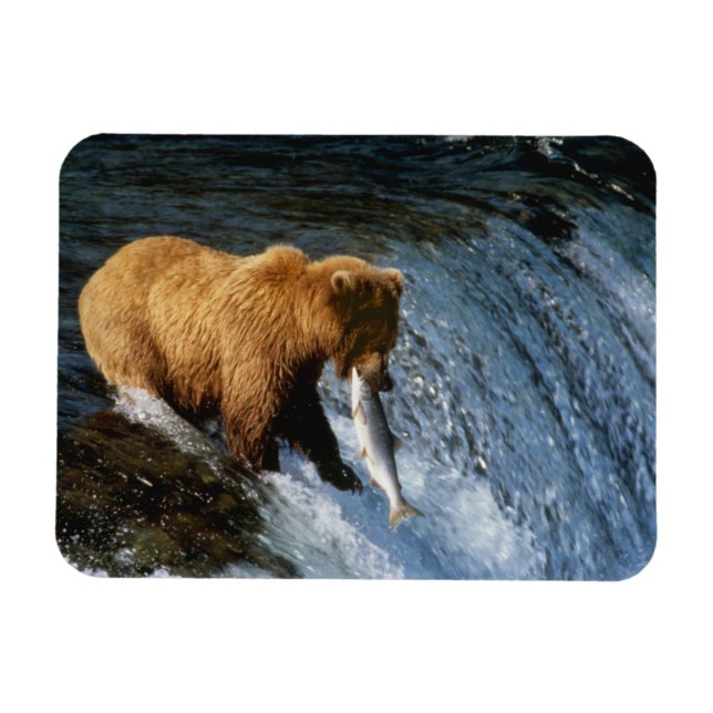 Ímã Urso Pardo do Alasca Capturando Salmão em Brooks (Horizontal)