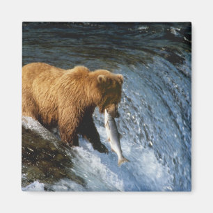 Imã Urso Pardo do Alasca Capturando Salmão em Brooks