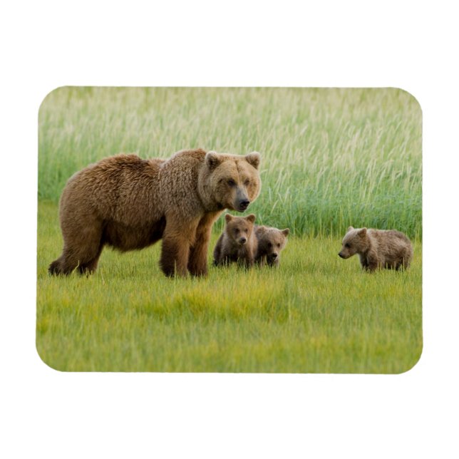 Ímã Urso Pardo do Alasca com Filhotes em uma Campina (Horizontal)