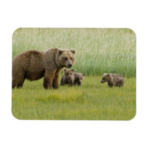Ímã Urso Pardo do Alasca Fêmea e três Filhotes, Ursus