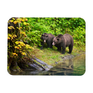 Ímã Urso Pardo & Filhote Hyder, Alasca