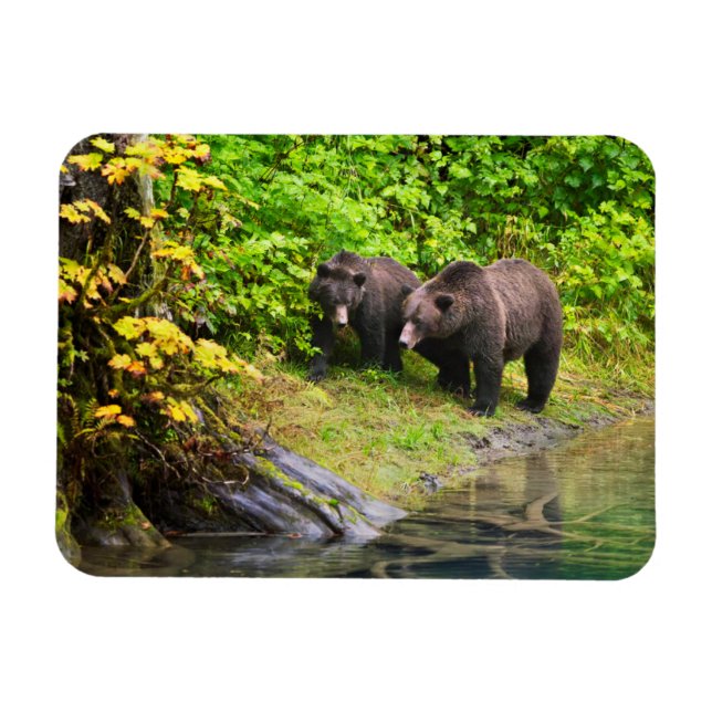 Ímã Urso Pardo & Filhote | Hyder, Alasca (Horizontal)
