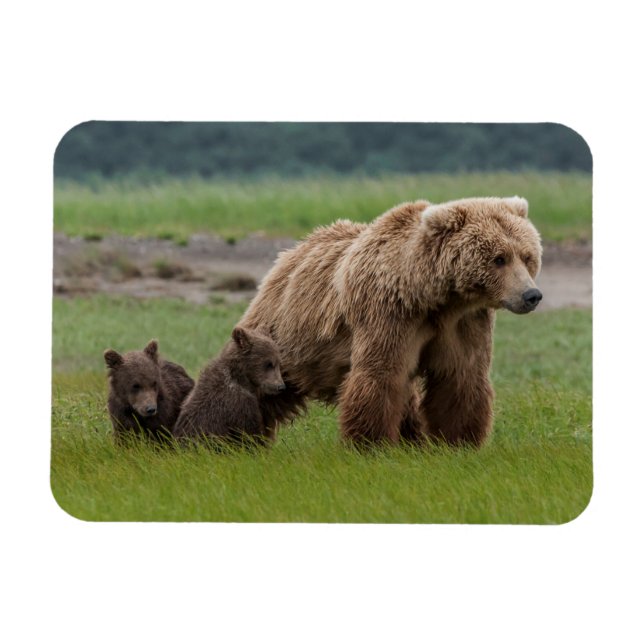 Ímã Urso Pardo Mãe com Filhotes Gêmeos (Horizontal)