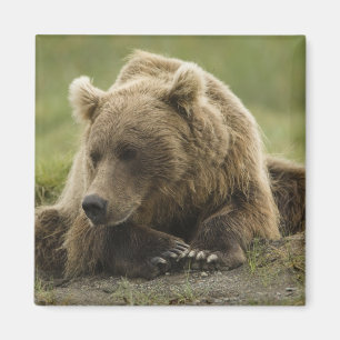 Imã Urso pardo, ou Urso Cinzento Costeiro, Ursus