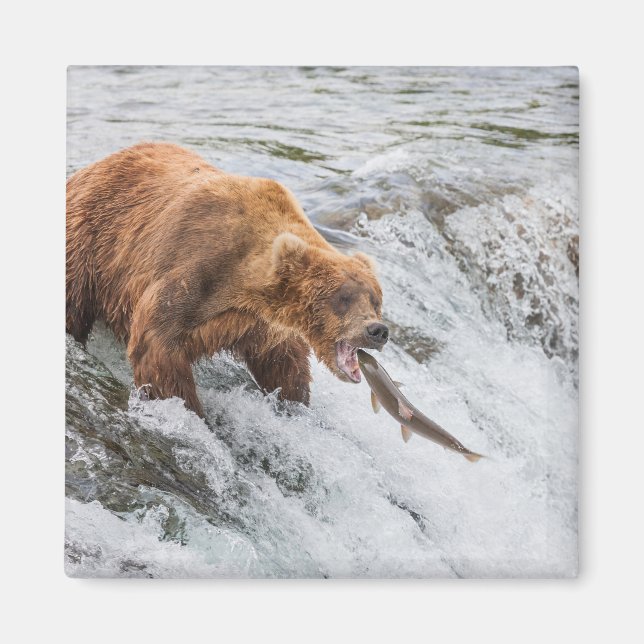 Imã Urso Pardo Pega Salmão Vermelho (Frente)