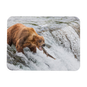 Ímã Urso Pardo Pega Salmão Vermelho