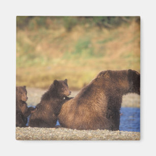 Imã Urso pardo, urso cinzento, porca com filhotes,