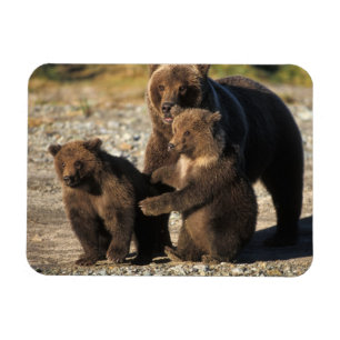 Ímã Urso pardo, urso cinzento, porca com filhotes na c