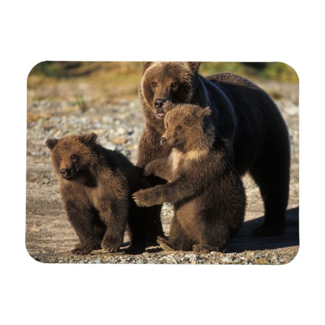 Ímã Urso pardo, urso cinzento, porca com filhotes na c (Horizontal)