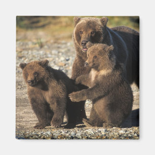 Imã Urso pardo, urso cinzento, porca com filhotes na c