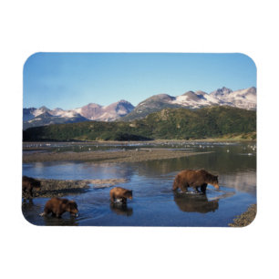 Ímã Urso pardo, urso cinzento, porca e filhotes em