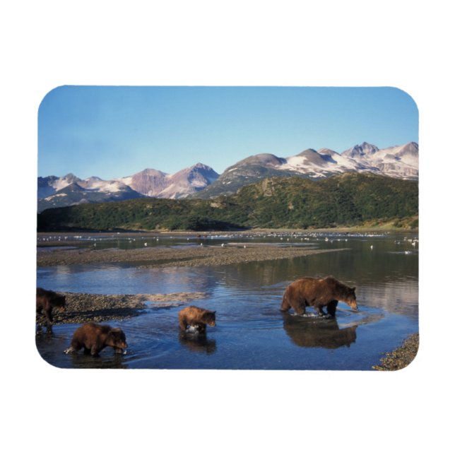 Ímã Urso pardo, urso cinzento, porca e filhotes em (Horizontal)